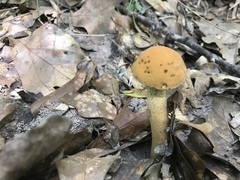 Leccinellum rugosiceps