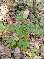 Styphnolobium affine