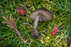 Nolanea edulis concentrica - Photo (c) Mike Potts, algunos derechos reservados (CC BY-NC-ND), subido por Mike Potts