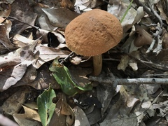 Leccinellum rugosiceps