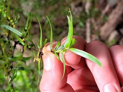 Coprosma linariifolia