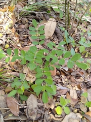 Styphnolobium affine