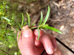 Coprosma linariifolia