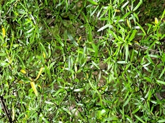 Coprosma linariifolia