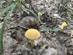 Leccinellum rugosiceps