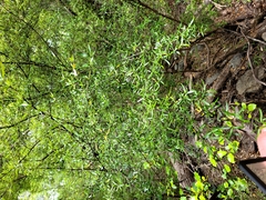 Coprosma linariifolia