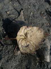 Micrommata virescens