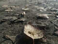 Micrommata virescens