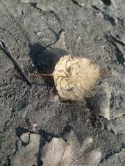 Micrommata virescens