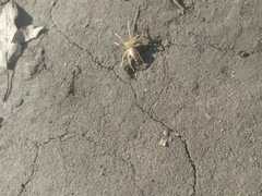 Micrommata virescens