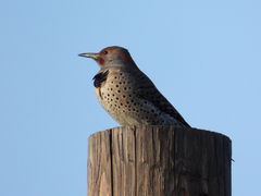 Colaptes auratus luteus × cafer