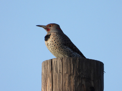 Colaptes auratus luteus × cafer