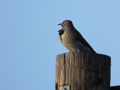 Colaptes auratus luteus × cafer
