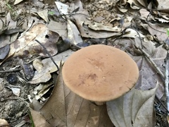 Tylopilus minor