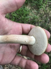 Tylopilus minor
