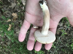Tylopilus minor