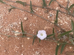 Convolvulus remotus