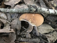 Tylopilus minor