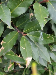 Laurus nobilis