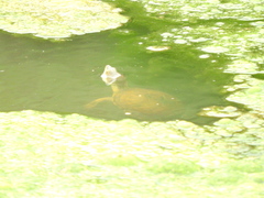 Kinosternon durangoense