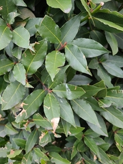 Laurus nobilis
