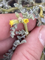 Errazurizia benthamii