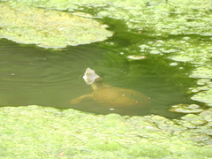 Kinosternon durangoense