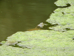 Kinosternon durangoense