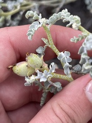 Errazurizia benthamii