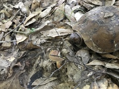 Aureoboletus auriporus