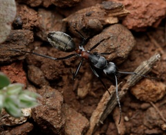 Camponotus fergusoni