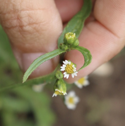 Galinsoga parviflora var. semicalva