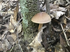 Aureoboletus auriporus