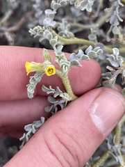 Errazurizia benthamii