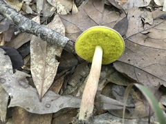 Aureoboletus auriporus