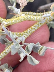 Errazurizia benthamii