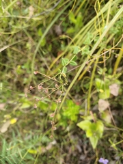 Gonocarpus tetragynus