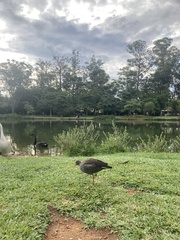Gallinula galeata