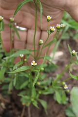 Galinsoga parviflora semicalva