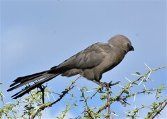 Corythaixoides concolor pallidiceps