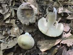 Russula modesta