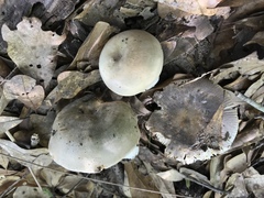 Russula modesta