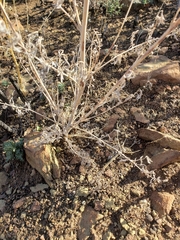 Ehrendorferia chrysantha