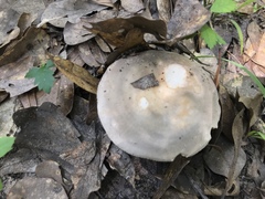 Russula modesta