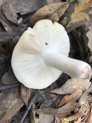 Russula modesta