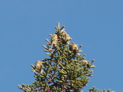 Abies vejarii