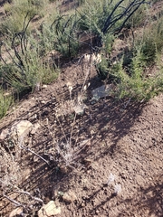 Ehrendorferia chrysantha