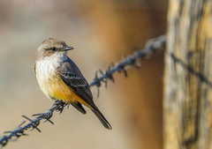 Pyrocephalus rubinus