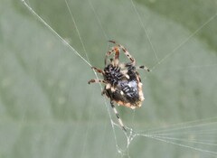 Verrucosa