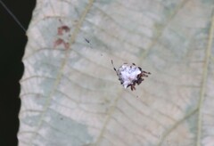 Verrucosa